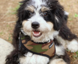 Mini Bernedoodle Puppies For Sale Fairfield Furbabies